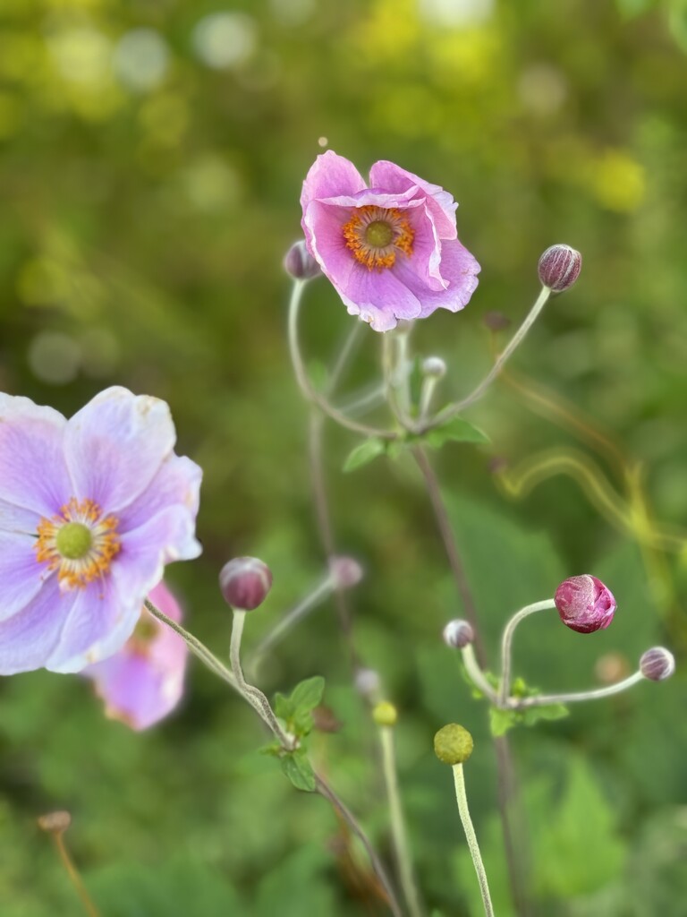 Pink flowers by alison59