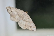 6th Aug 2024 - Angle Moth