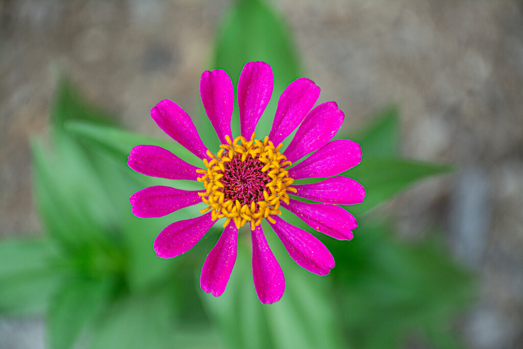 The flower under the butterfly... by thewatersphotos