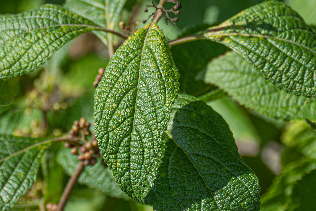 Beautyberry leaf... by thewatersphotos