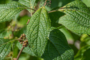 14th Aug 2024 - Beautyberry leaf...