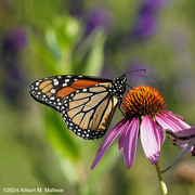 15th Aug 2024 - A Pretty Pollinator