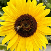 12th Aug 2024 - The Sunflower & The Bee