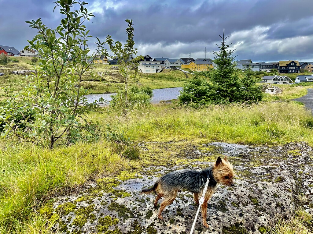 Hoyvík by mubbur