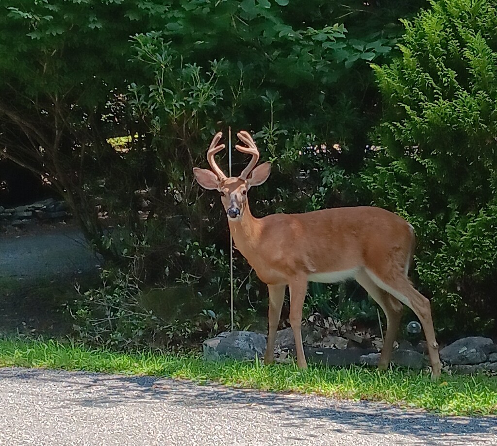 Day 218 Big Buck  !  by jeanniec57