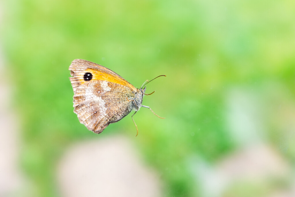 Gatekeeper from the  other side of the Window by humphreyhippo