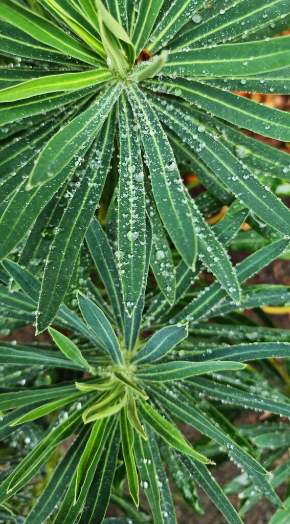 Raindrops on.... by angelar