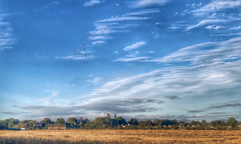 Geese flying on an evening walk. by happypat