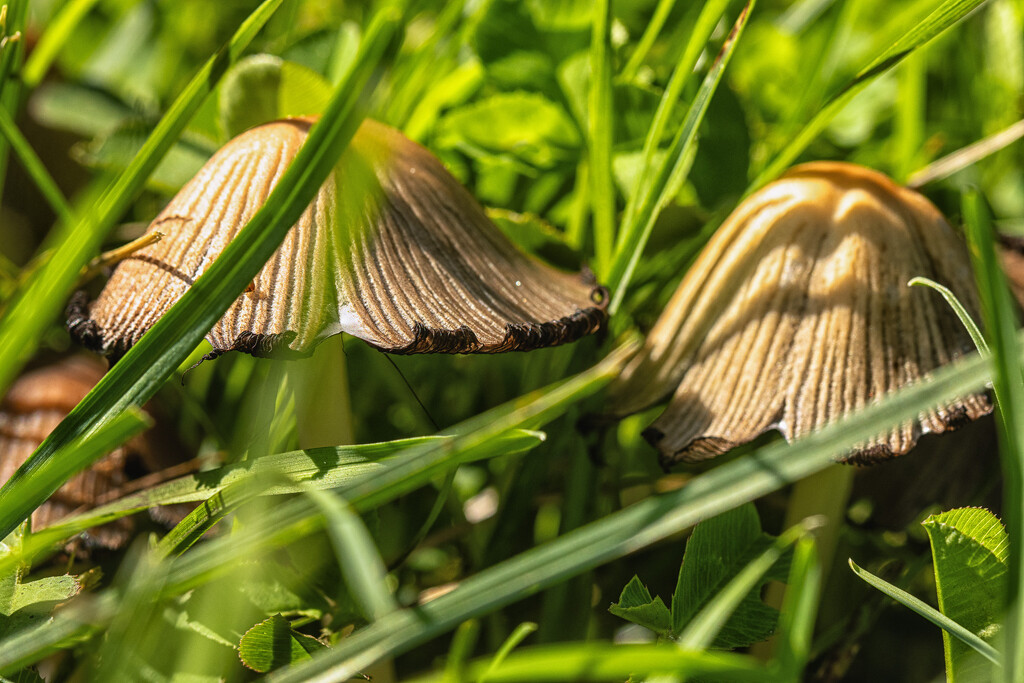 mushrooms by aecasey