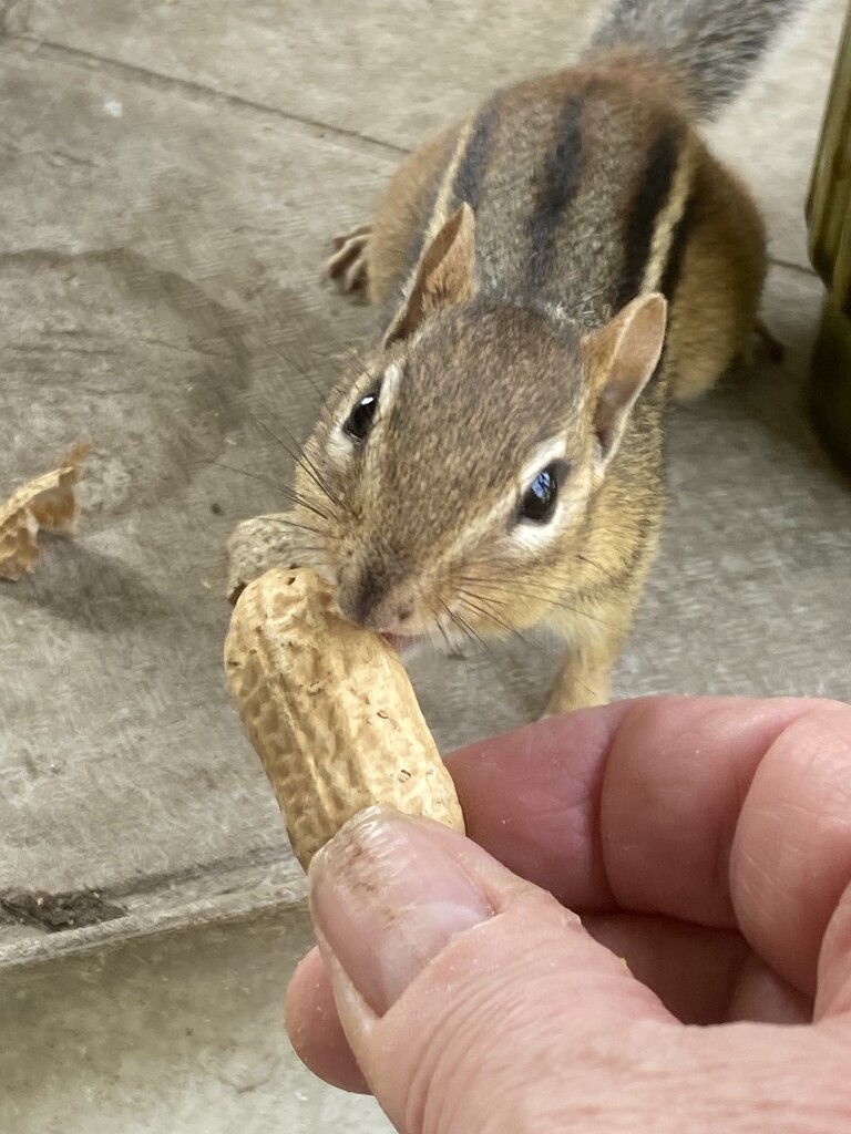 Hungry Little Friend  by spanishliz