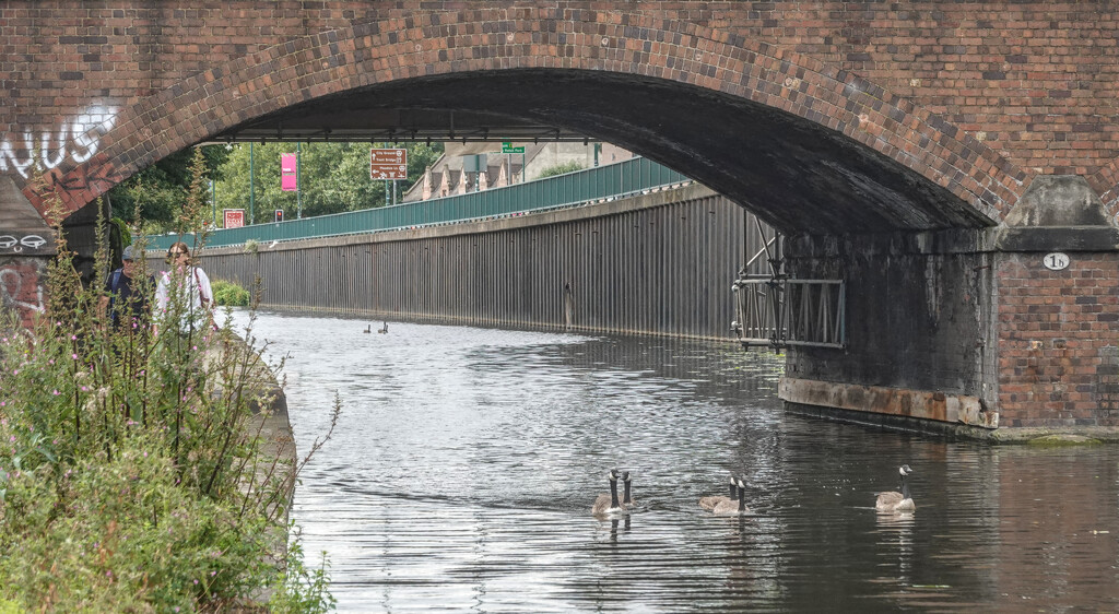 Urban Geese by phil_howcroft