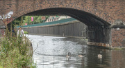 15th Aug 2024 - Urban Geese