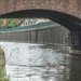 Urban Geese by phil_howcroft