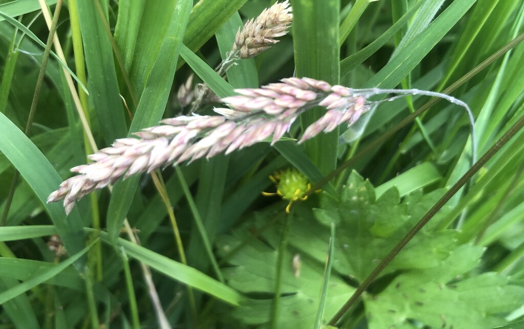 In the long grass  by sleepingexplorer