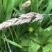 In the long grass  by sleepingexplorer