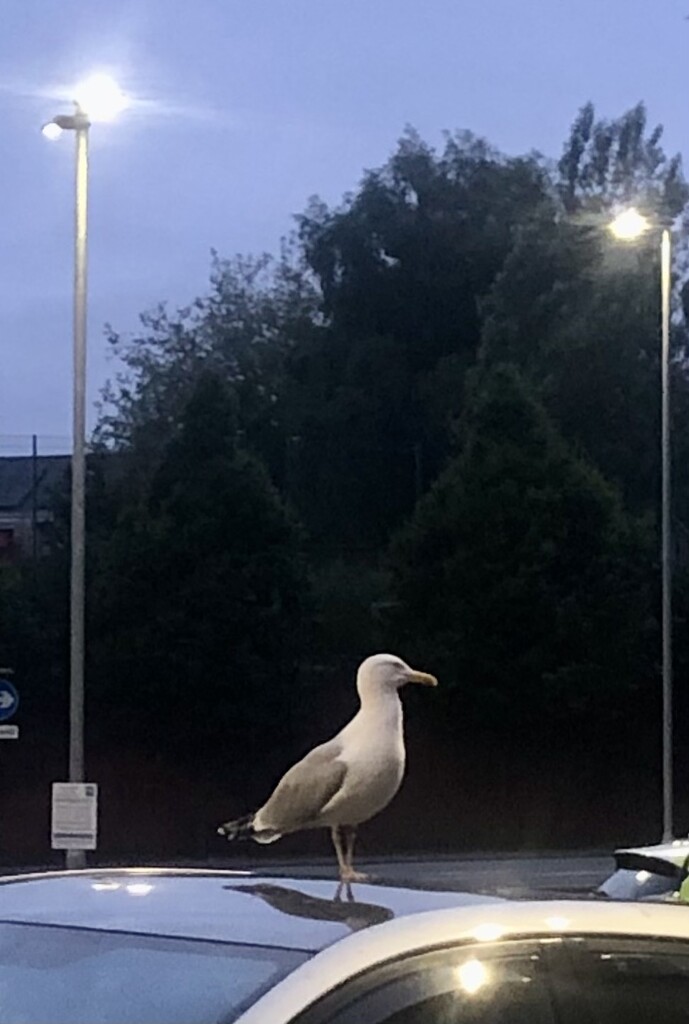 Seagull at dawn by sleepingexplorer