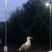 Seagull at dawn by sleepingexplorer