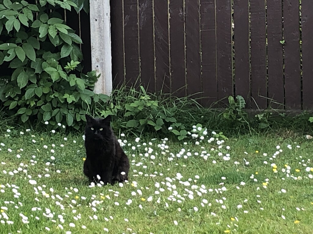 Cat among the daisies by sleepingexplorer