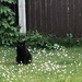 Cat among the daisies by sleepingexplorer