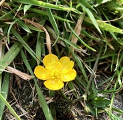 27th Jun 2024 - Buttercup