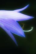 14th Aug 2024 - Abstract Hosta Blossom II