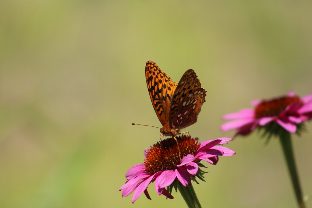 Butterfly by huger