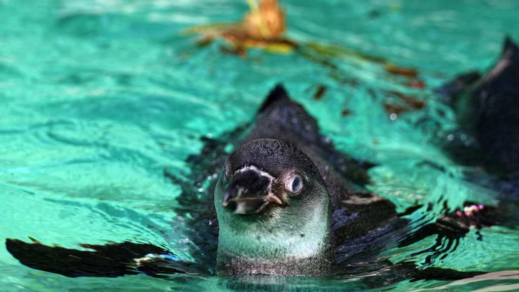 Penguin at the zoo by neil_ge