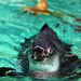 Penguin at the zoo by neil_ge