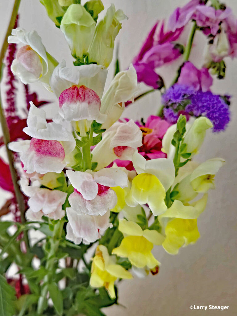 Potomac and Yellow snapdragon by larrysphotos