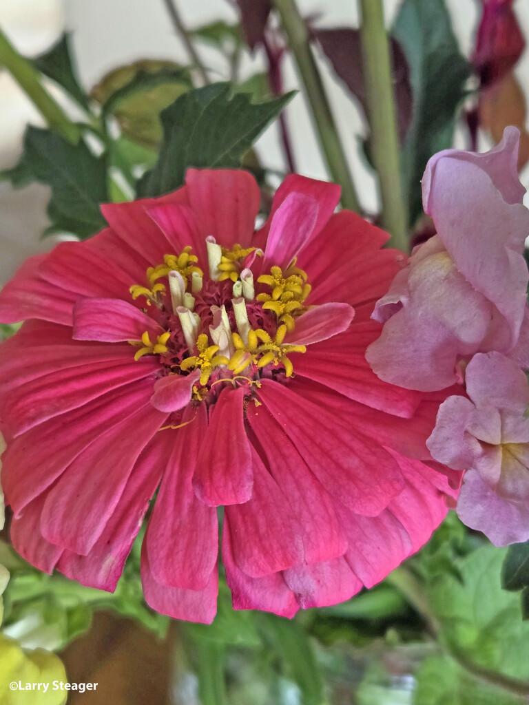 Fuchsia Zinnia by larrysphotos