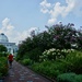 In the Conservatory with the flowers by allie912