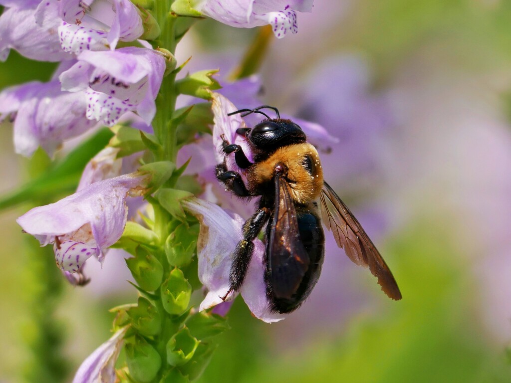 Pollinator at Work by ljmanning