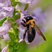 Pollinator at Work by ljmanning