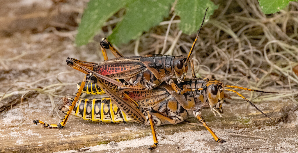 Eastern Lubber Grasshopper, Hitching a Ride! by rickster549