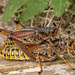 Eastern Lubber Grasshopper, Hitching a Ride! by rickster549