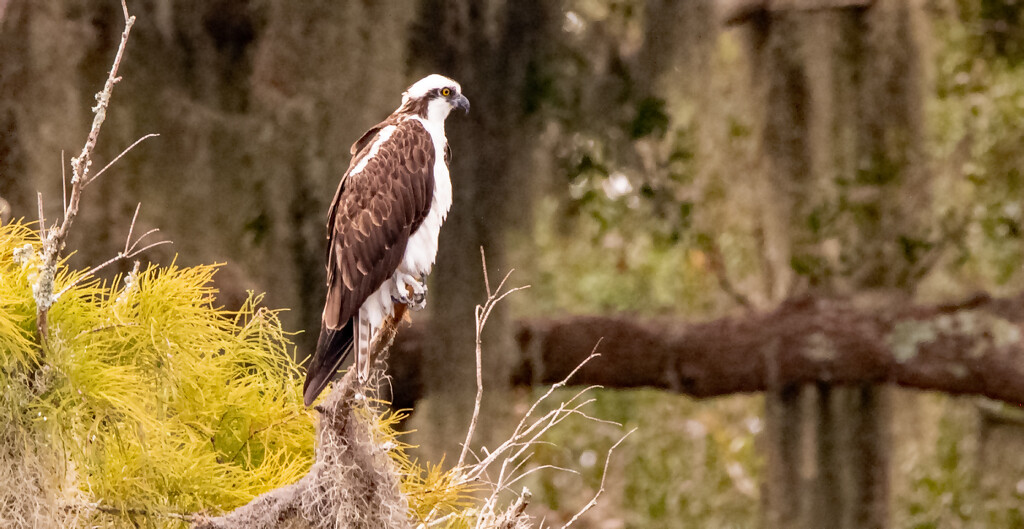 Osprey Watching Over the Waters! by rickster549