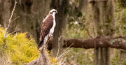 15th Aug 2024 - Osprey Watching Over the Waters!