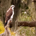 Osprey Watching Over the Waters! by rickster549