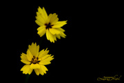 14th Aug 2024 - Evening Coreopsis