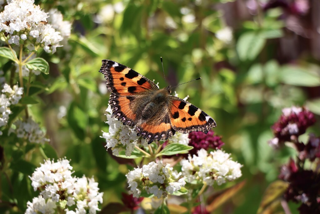 Small Tortoiseshell on the Oregano by jamibann