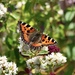 Small Tortoiseshell on the Oregano by jamibann