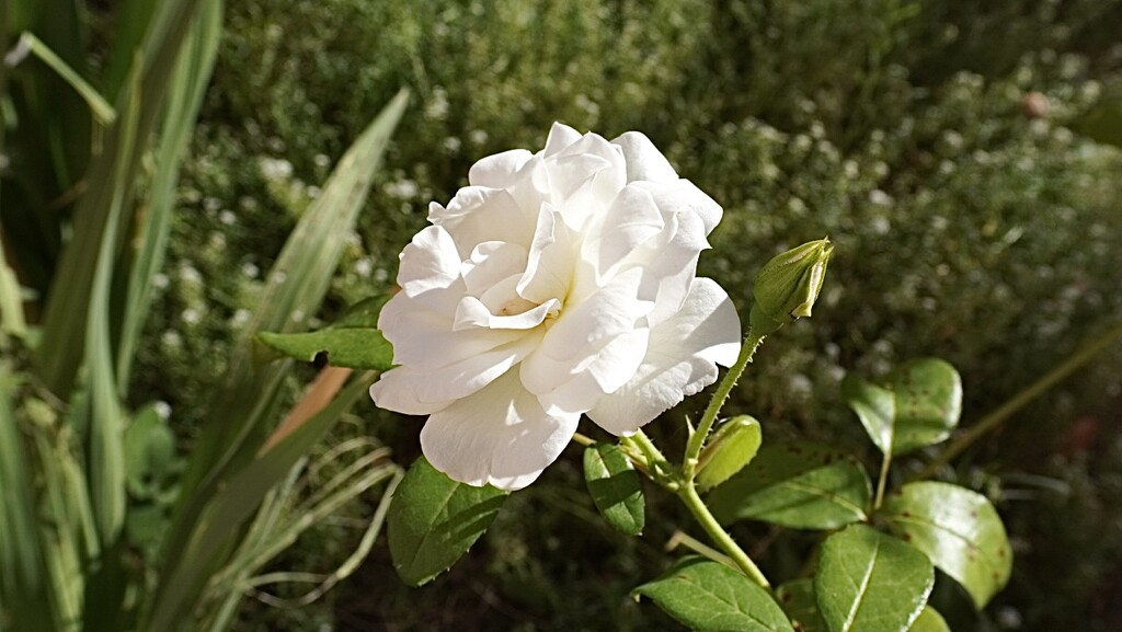 “A lone white rose — where silence speaks volumes in floral language.” by beverley365