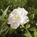 “A lone white rose — where silence speaks volumes in floral language.” by beverley365