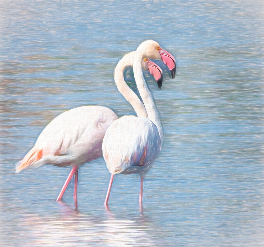 Happy Flamingo Friday! by ludwigsdiana