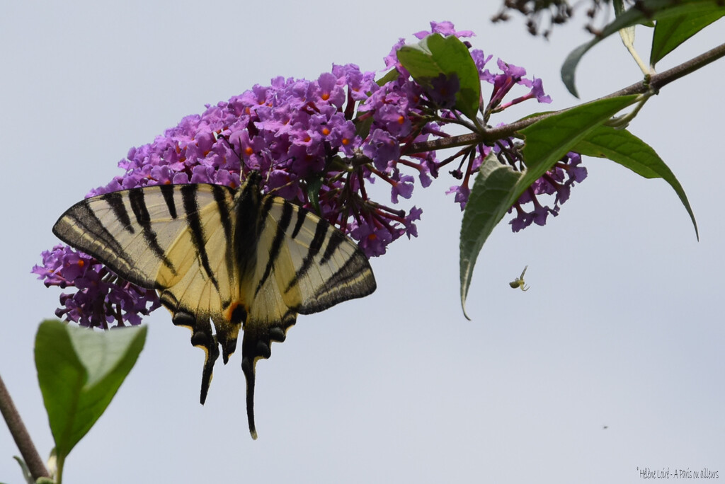 the beautiful giant Machaon by parisouailleurs