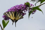 13th Aug 2024 - the beautiful giant Machaon