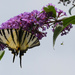 the beautiful giant Machaon by parisouailleurs