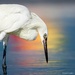 Reddish Egret by photographycrazy