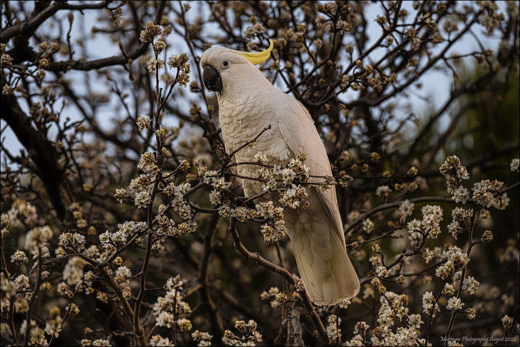 A posing cockatoo by mortmanphotography