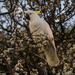 A posing cockatoo by mortmanphotography